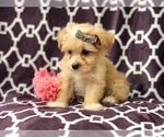 Small Photo #16 Maltipoo Puppy For Sale in LAKELAND, FL, USA