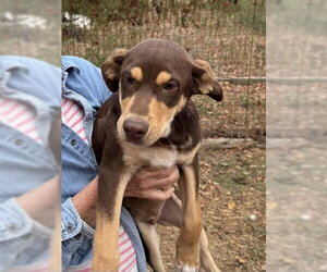 Randy ~ meet me! - Male Australian Shepherd-Unknown Mix Dog for Adoption - Photo #2