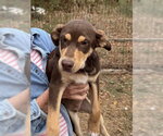 Small Photo #2 Australian Shepherd-Unknown Mix Puppy For Sale in Southbury, CT, USA