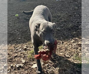 Mutt Dogs for adoption in Sparta, TN, USA