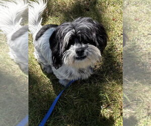 Whizzy - Male Shih Tzu Dog for Adoption - Photo #4