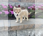 Small Photo #8 Pomeranian Puppy For Sale in CANOGA, NY, USA