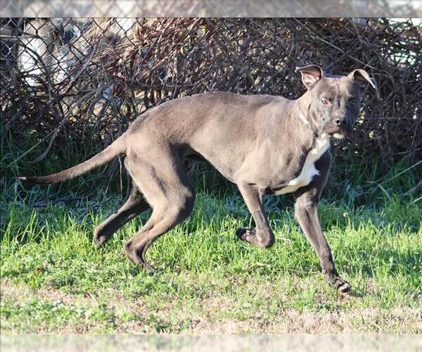 Medium Photo #1 Mutt Puppy For Sale in Grovetown, GA, USA