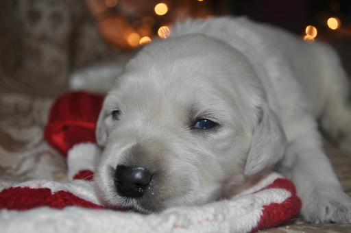 Medium Photo #11 Golden Retriever Puppy For Sale in TOONE, TN, USA