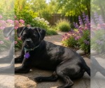 Small #1 Pug Mix