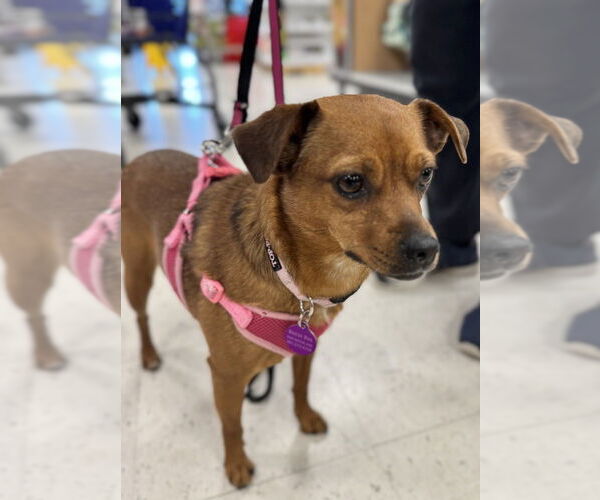 Medium Photo #10 Chipin Puppy For Sale in Greenbelt, MD, USA