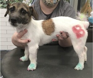 Mother of the Russell Terrier puppies born on 12/21/2021