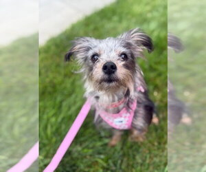 Mutt Dogs for adoption in Lawrenceville, NJ, USA