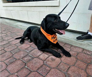 Labrador Retriever Dogs for adoption in Clovis, CA, USA