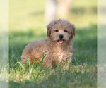 Small Photo #50 Maltipoo (Miniature) Puppy For Sale in WARSAW, IN, USA