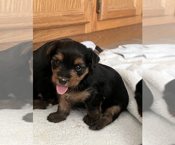 Medium Photo #2 Yorkshire Terrier Puppy For Sale in MILFORD, OH, USA