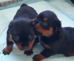 Small #4 Rottweiler