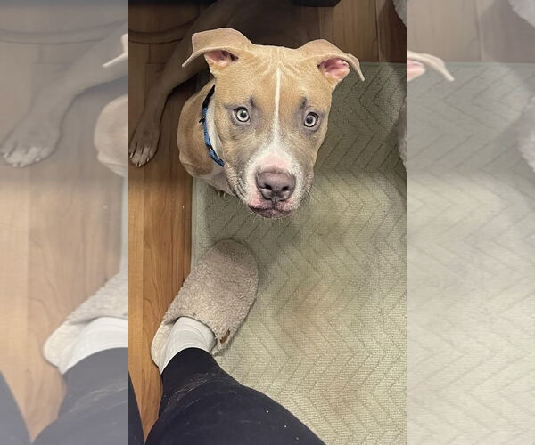 Medium Photo #14 Boxer-Unknown Mix Puppy For Sale in Princeton, MN, USA