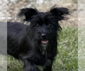 Mutt Dogs for adoption in Yardley, PA, USA