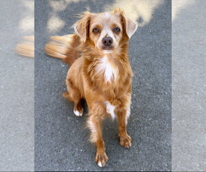 Chihuahua-Unknown Mix Dogs for adoption in Sequim, WA, USA