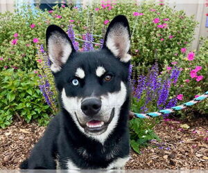 Siberian Husky-Unknown Mix Dogs for adoption in Santa Cruz, CA, USA