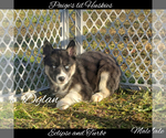 Small Photo #34 Siberian Husky Puppy For Sale in BLOOMFIELD, IN, USA