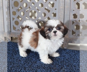 Shih Tzu Puppy for Sale in MOUNT VERNON, Ohio USA