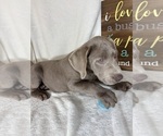 Small #3 Labrador Retriever