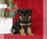 Small German Shepherd Dog