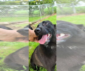 Border Collie-Unknown Mix Dogs for adoption in Osgood, IN, USA