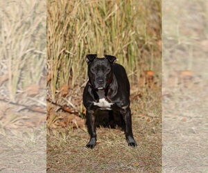 Thunder - Male Mutt Dog for Adoption - Photo #4