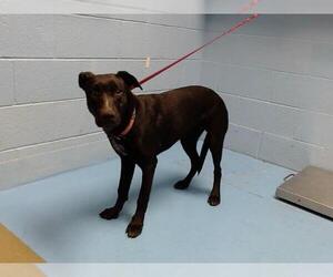 American Pit Bull Terrier-Labrador Retriever Mix Dogs for adoption in Moreno Valley, CA, USA