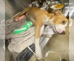 Small #1 American Staffordshire Terrier Mix