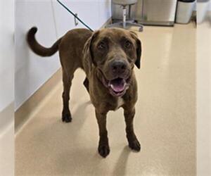 Chesapeake Bay Retriever Dogs for adoption in South Lake Tahoe, CA, USA