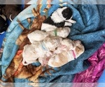 Small #12 Poodle (Standard)