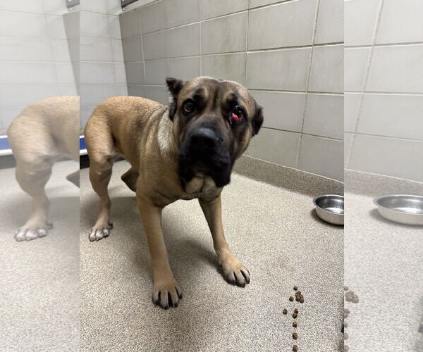 Medium Photo #9 Mutt Puppy For Sale in Virginia Beach, VA, USA