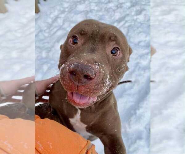 Medium Photo #1 Mutt Puppy For Sale in Strongsville, OH, USA