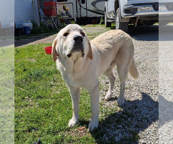 Medium Photo #2 Anatolian Shepherd-Great Pyrenees Mix Puppy For Sale in Vail, AZ, USA