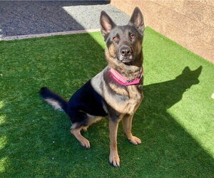 German Shepherd Dog-Unknown Mix Dogs for adoption in Moreno Valley, CA, USA
