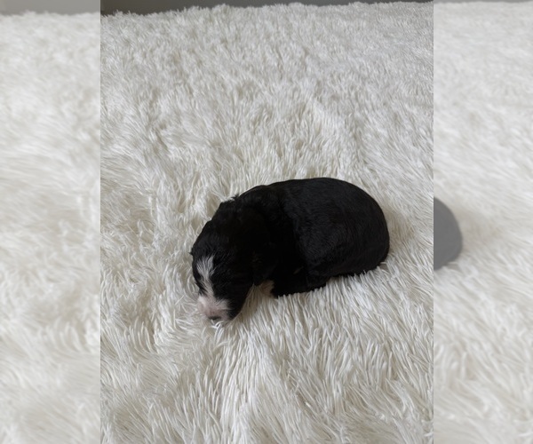 Medium Photo #99 Bernedoodle Puppy For Sale in BELMONT, NC, USA