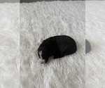 Small #98 Bernedoodle