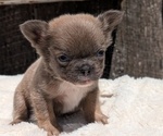Puppy 3 French Bulldog