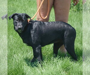 Rudy - Female Mutt Dog for Adoption - Photo #2