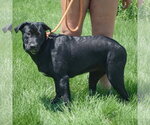 Small #1 Mutt