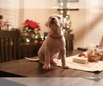 Small Photo #29 Dogo Argentino Puppy For Sale in MODESTO, CA, USA