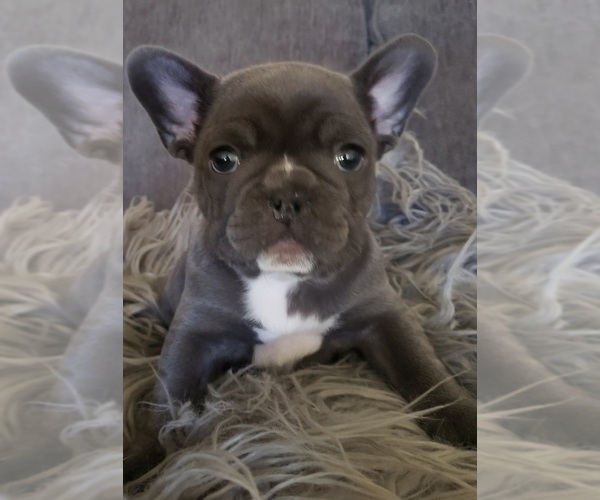 Medium Photo #1 French Bulldog Puppy For Sale in BLUE SPRINGS, MO, USA