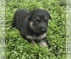 German Shepherd Dog Puppy for sale in RIGA, MI, USA