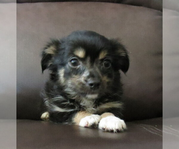 Medium Photo #19 Chihuahua Puppy For Sale in HAYES, VA, USA