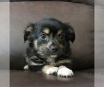 Small #18 Chihuahua