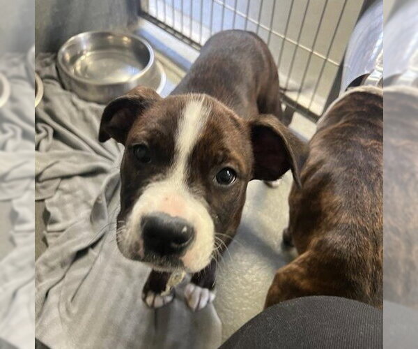 Medium Photo #1 American Staffordshire Terrier-Unknown Mix Puppy For Sale in San Antonio, TX, USA