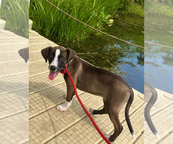 Medium Photo #10 Mutt Puppy For Sale in Mount Laurel, NJ, USA