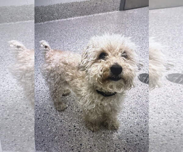 Medium Photo #3 Bichon Frise-Unknown Mix Puppy For Sale in Fort Collins, CO, USA