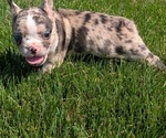 Small #6 Faux Frenchbo Bulldog