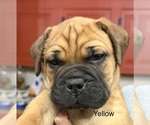 Puppy Puppy 4 yellow Bullmastiff