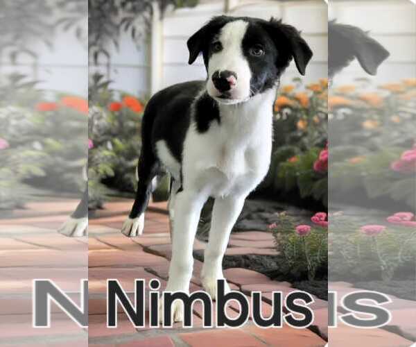 Medium Photo #2 Border Collie Puppy For Sale in Highland, IL, USA